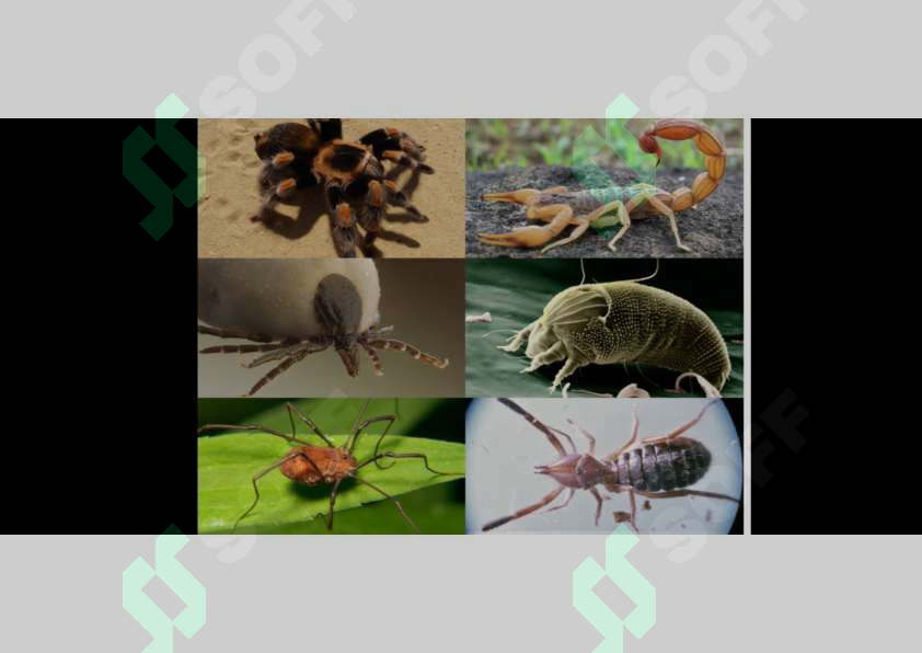 sellerImage