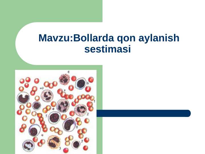 Bollarda qon aylanish sestimasi