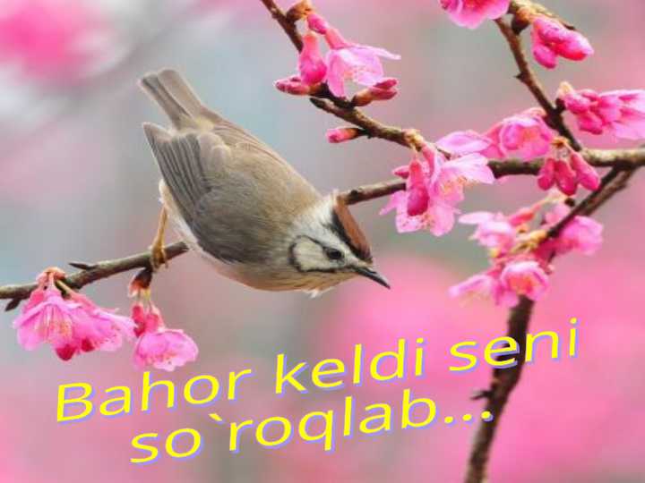 Bahor keldi seni so`roqlab