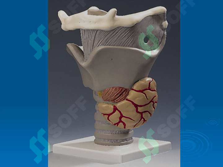 sellerImage