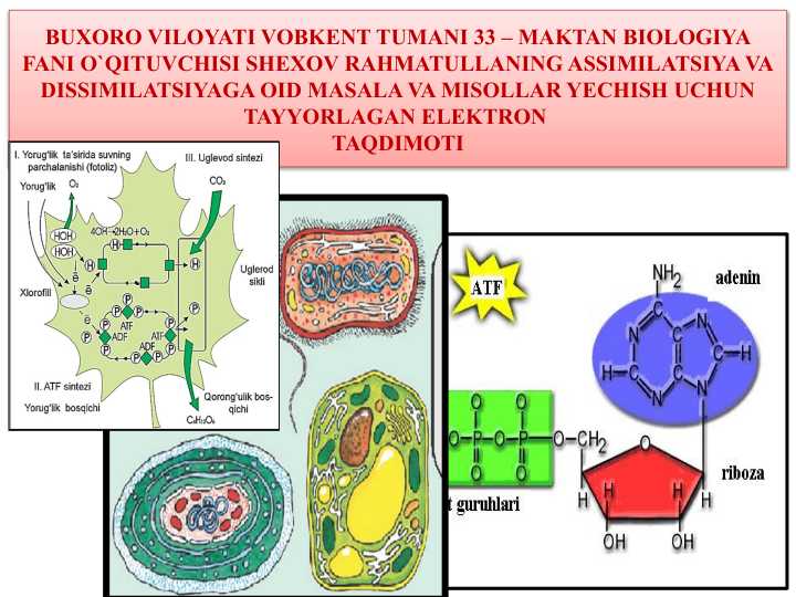 ASSIMILATSIYA VA DISSIMILATSIYAGA OID MASALA VA MISOLLAR YECHISH