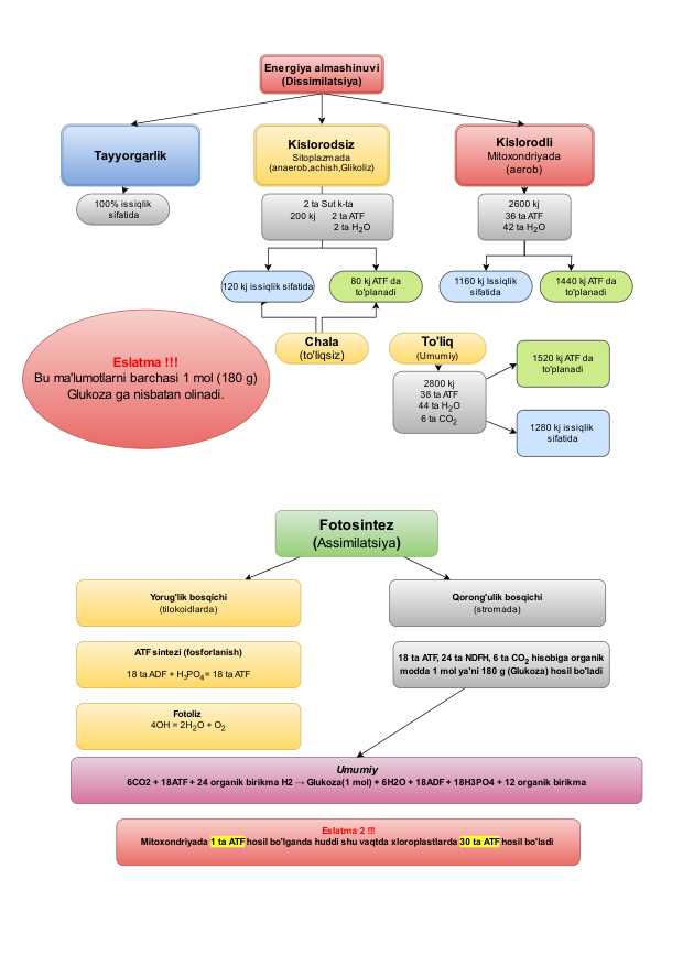 Energiya almashinuvi (Dissimilatsiya)