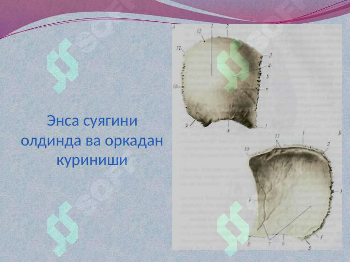 sellerImage
