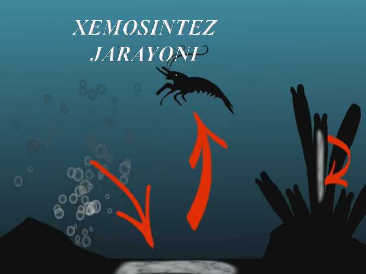 xemosintez jarayoni