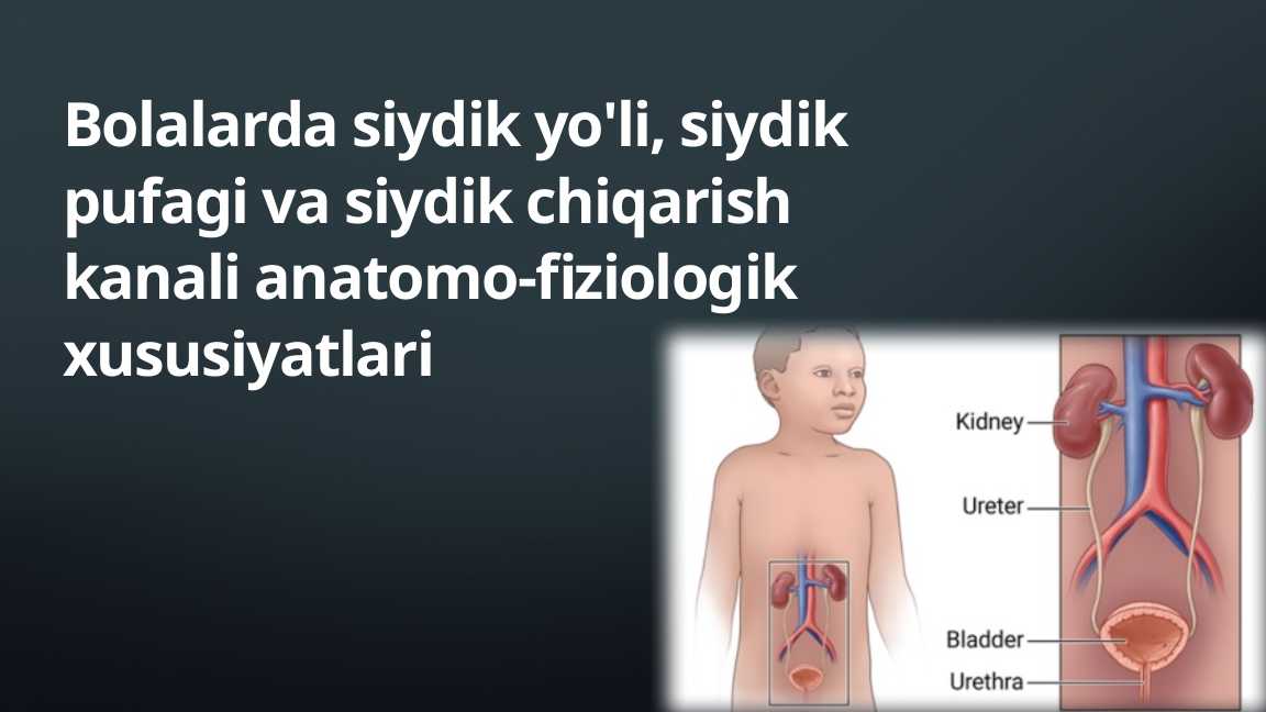 Bolalarda siydik yo'li, siydik pufagi va siydik chiqarish kanali anatomo-fiziologik xususiyatlari