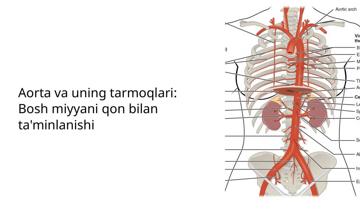 Aorta va uning tarmoqlari Bosh miyyani qon bilan ta'minlanishi
