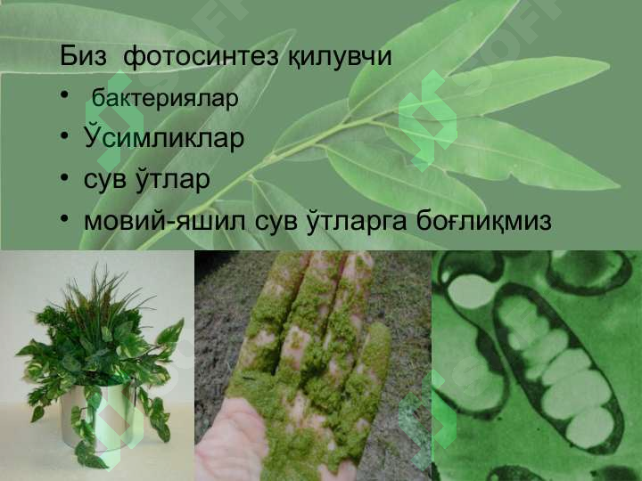 sellerImage