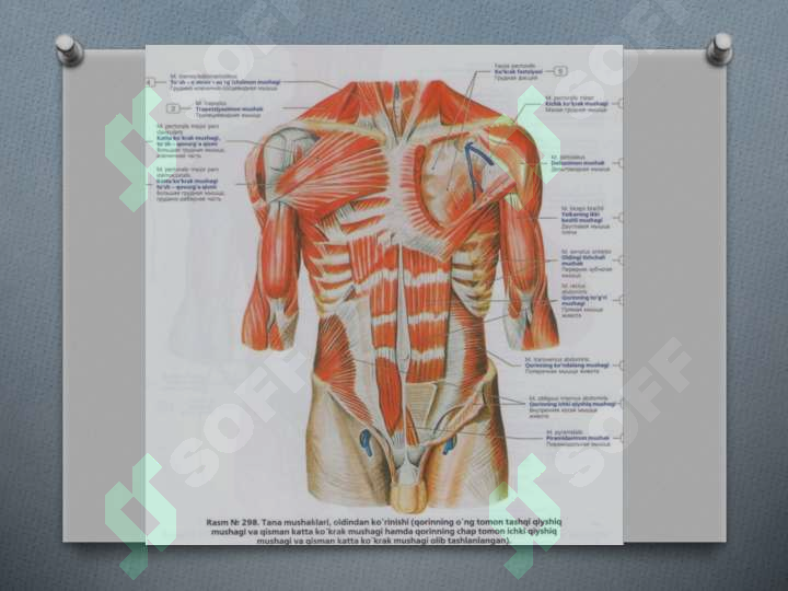 sellerImage