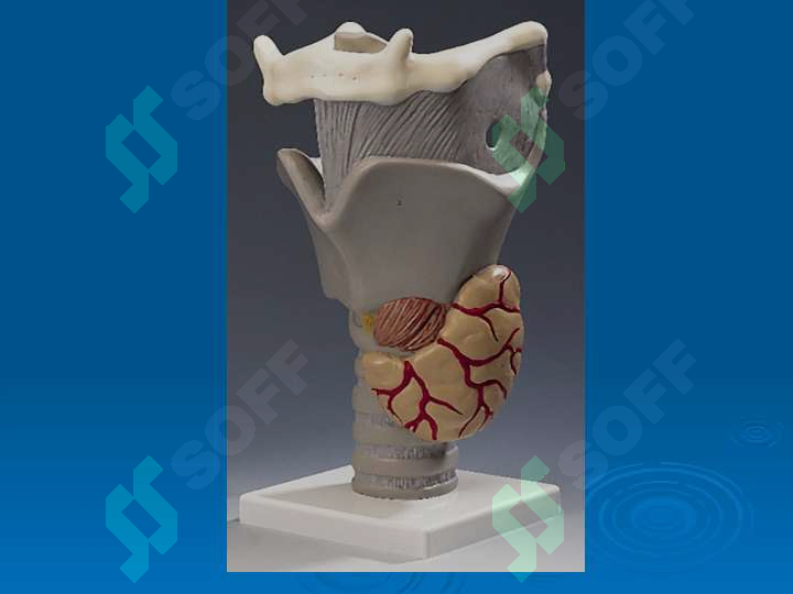 sellerImage