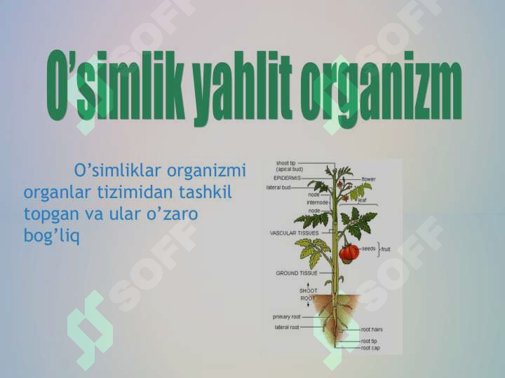 sellerImage