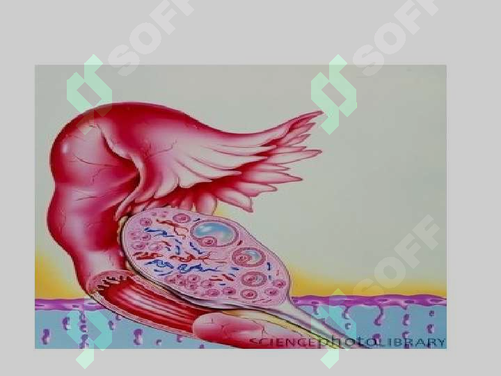 sellerImage