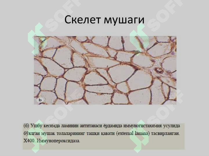 sellerImage