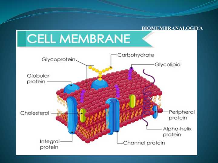 Membrana Biomembrana мембрана Биомембрана