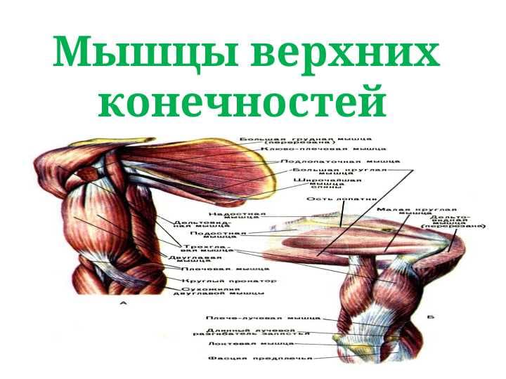 sellerImage