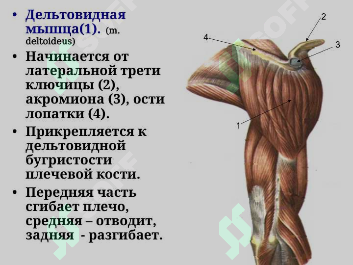 sellerImage
