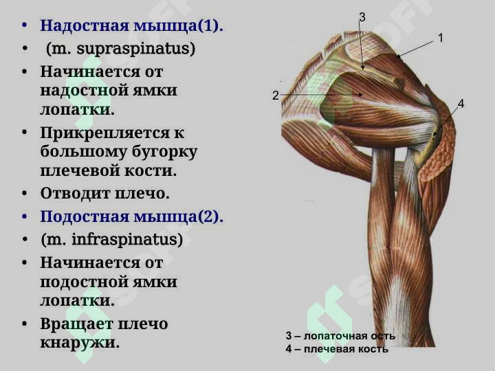 sellerImage