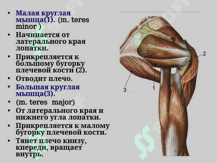 sellerImage