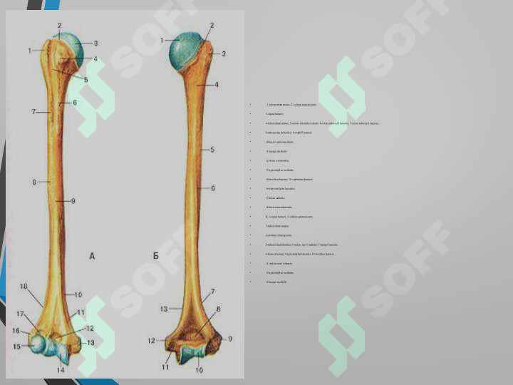 sellerImage