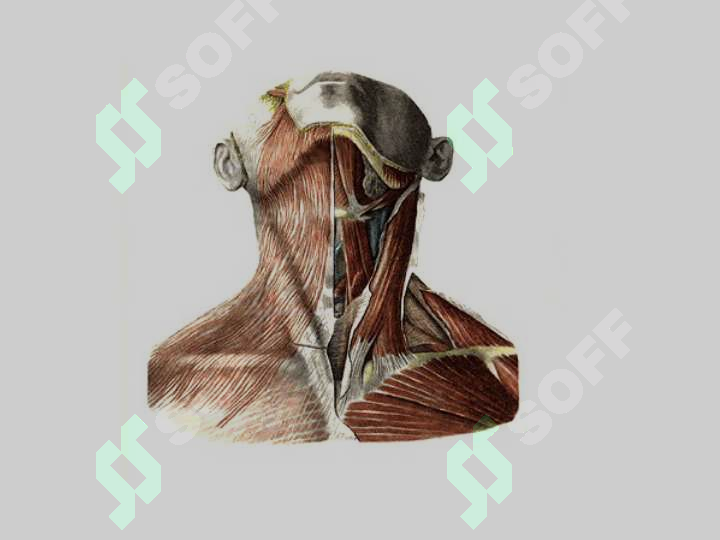 sellerImage
