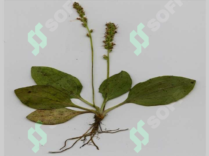 sellerImage