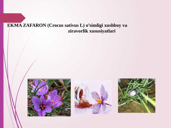 EKMA ZAFARON (Crocus sativus L) o’simligi xushboy va ziravorlik xususiyatlari