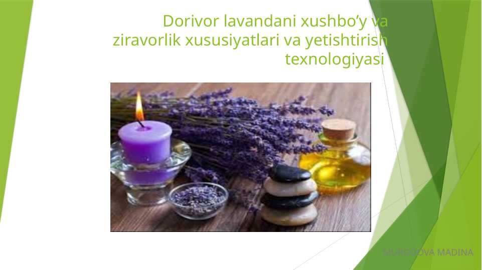 Dorivor lavandani xushbo’y va ziravorlik xususiyatlari va yetishtirish texnologiyasi