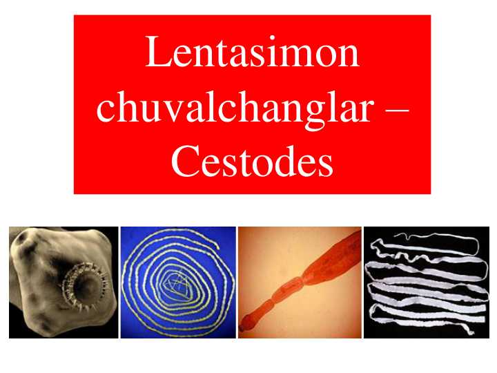 Tasmasimon chuvalchanglar