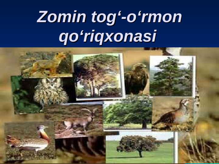 Zomin tog‘-o‘rmon qo‘riqxonasi