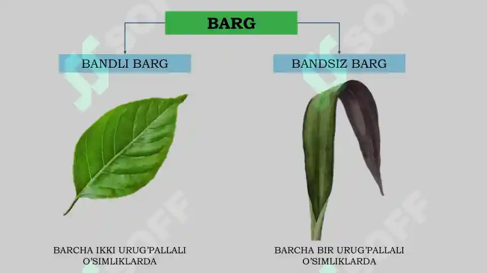 BARG VA UNING TUZILISHI