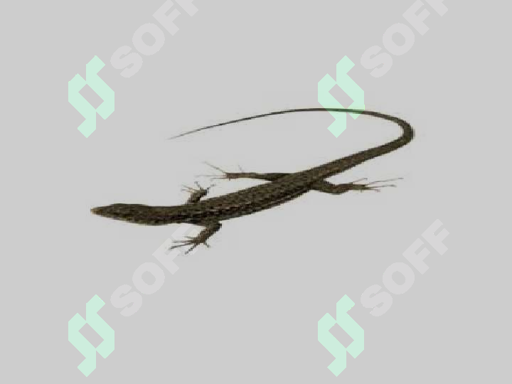sellerImage