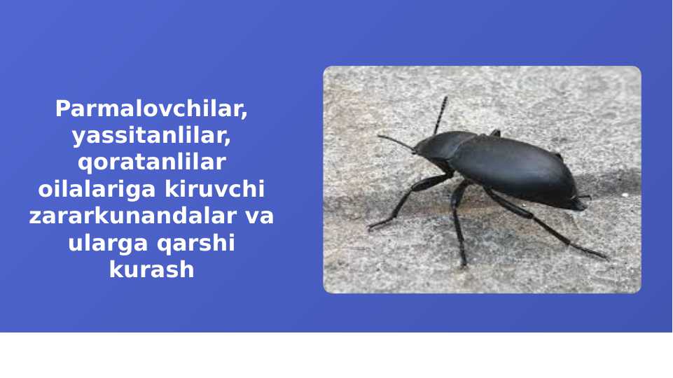 Parmalovchilar, yassitanlilar, qoratanlilar oilalariga kiruvchi zararkunandalar va ularga qarshi kurash