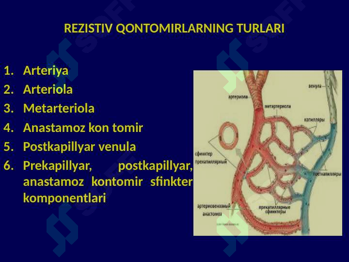 Qon Tomir Fiziologiyasi
