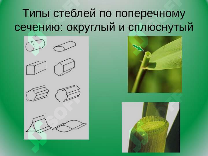 sellerImage