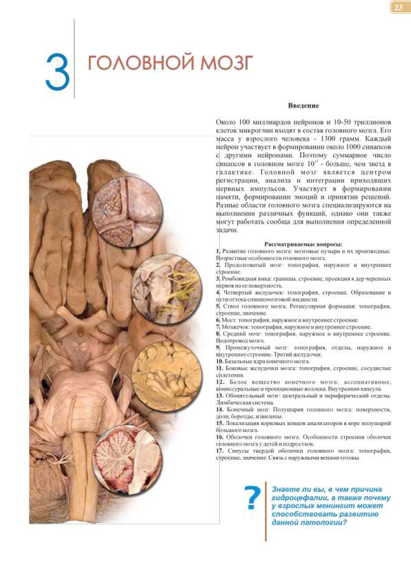 Головной мозг