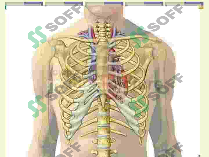 sellerImage