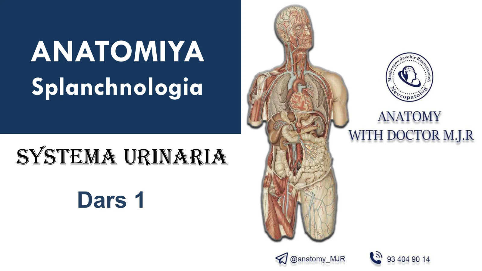 sistema urinaria, ayirish va jinsiy sistemalar