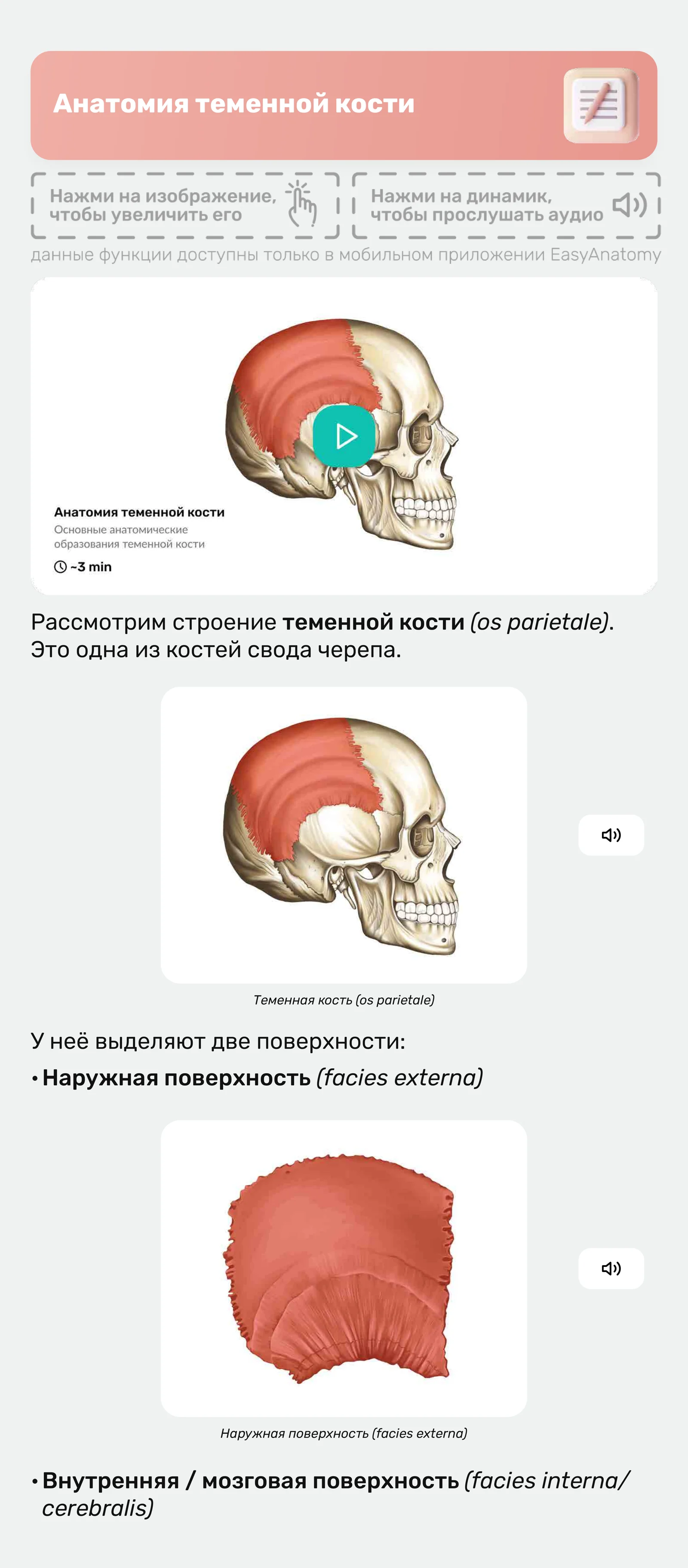Анатомия теменной кости