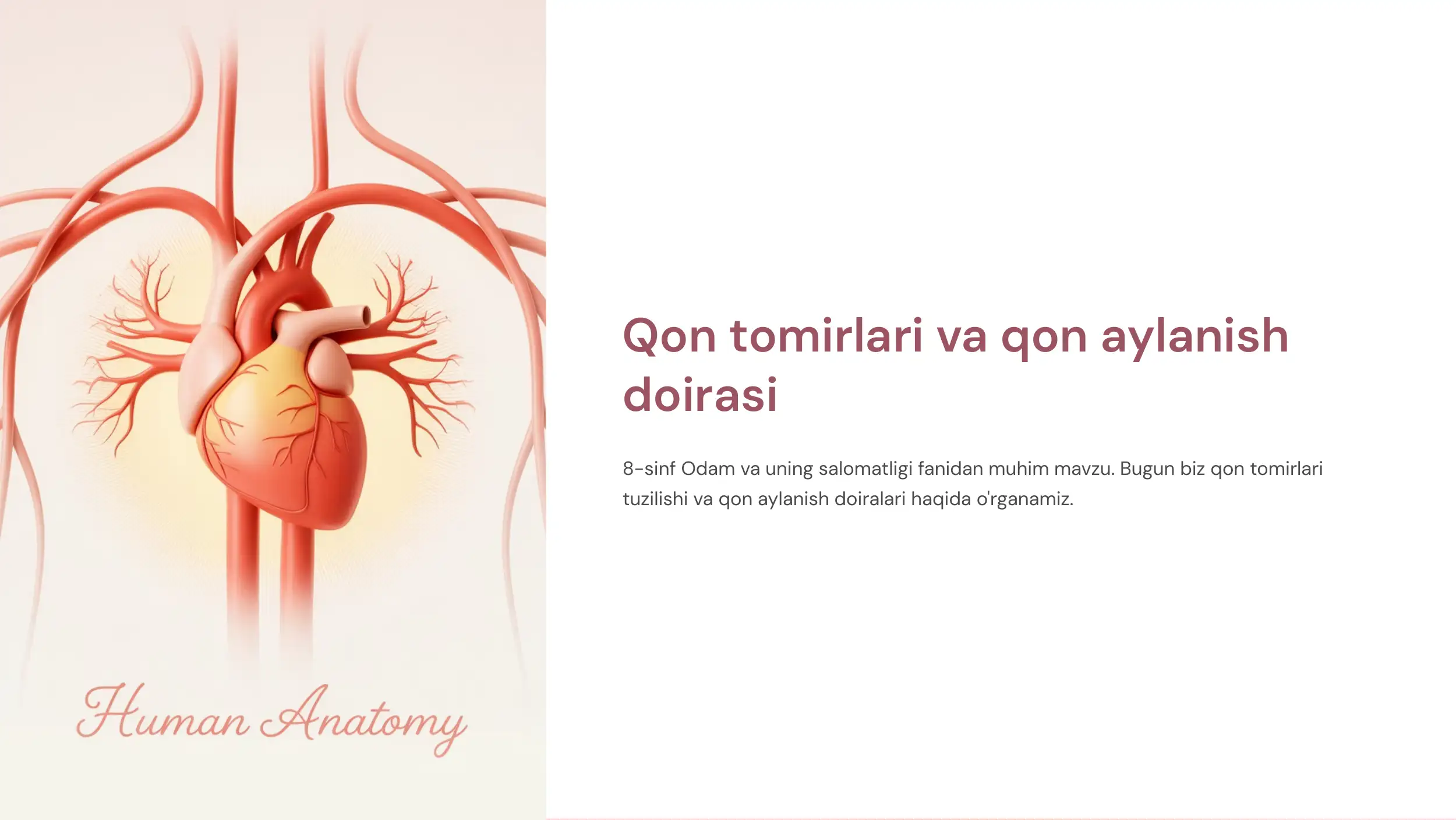 Qon tomirlari va qon aylanish doirasi