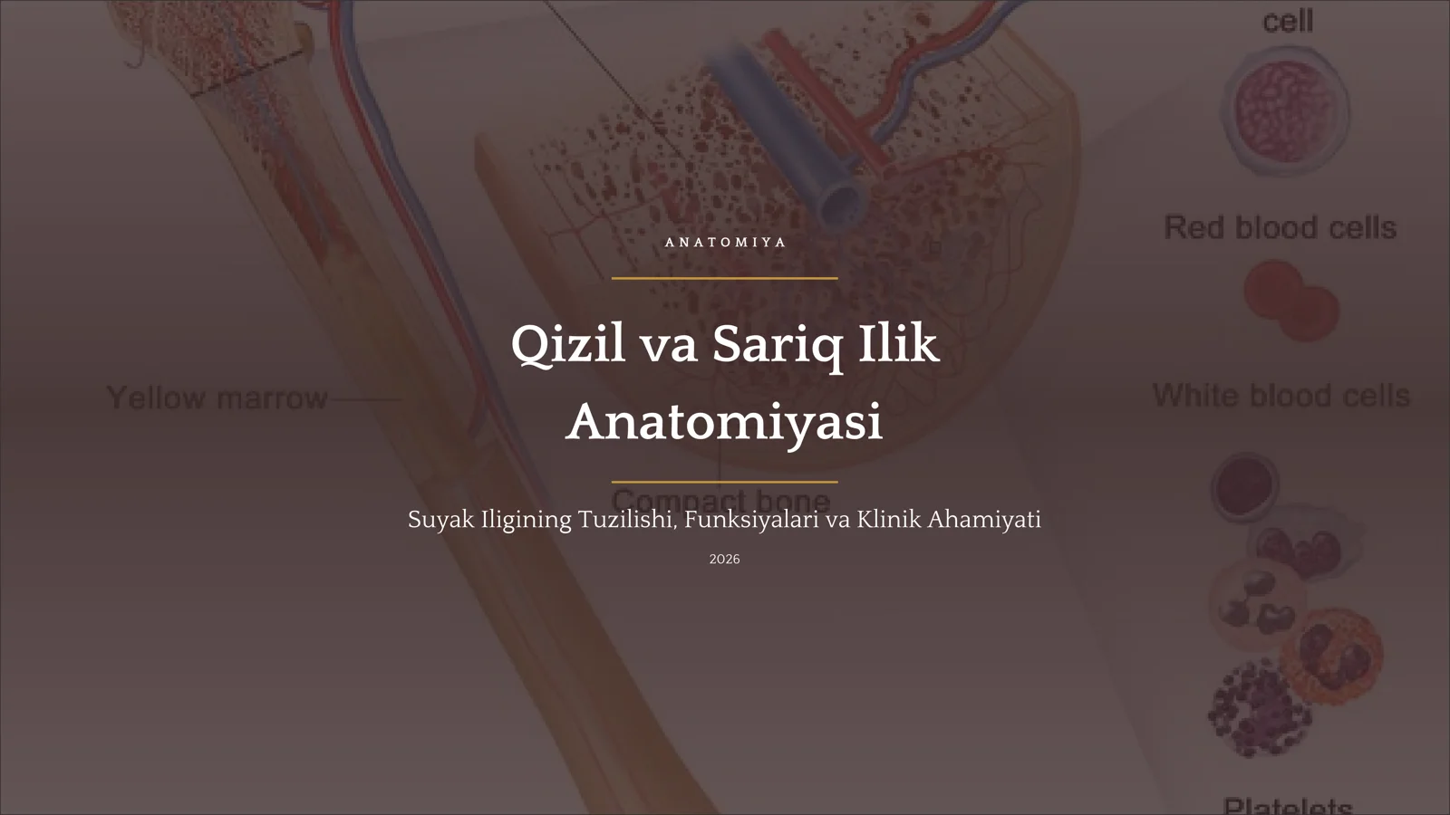 Qizil va Sariq Ilik Anatomiyasi