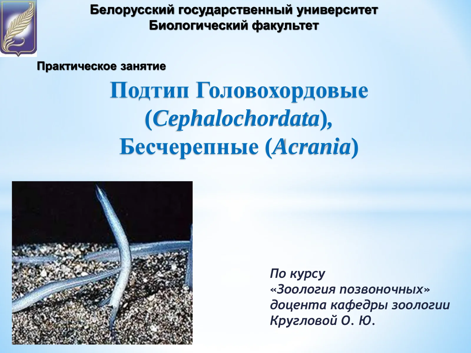 Подтип_Головохордовые,_Бесчерепные_практическое_занятие
