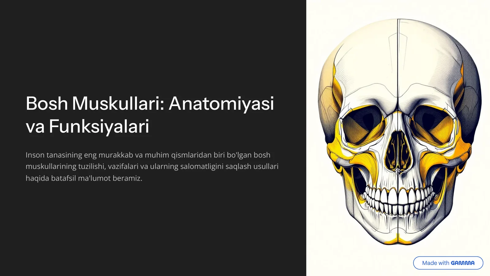 Bosh muskullari anatomiyasi va funksiyalari