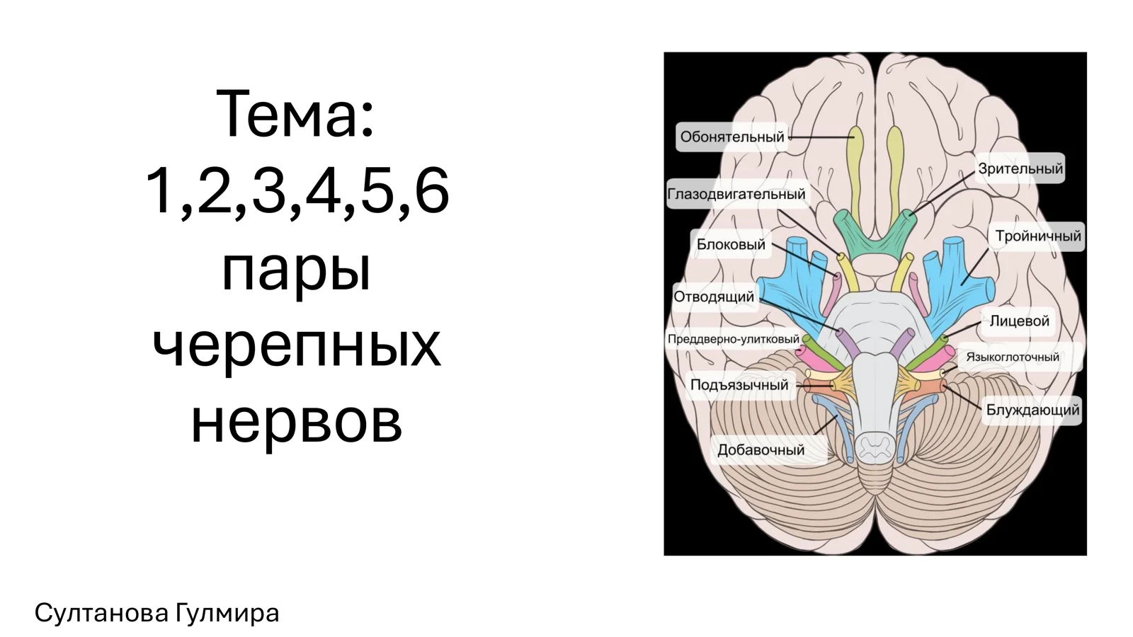 Нервы черепа: пары нервов