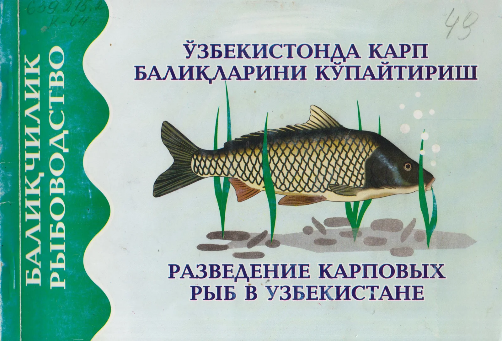БАЛИК,ЧИЛИК (УЗБЕКИСТОНДА КАРП БМИК;\АРИНИ кУпАйТИРИШ)