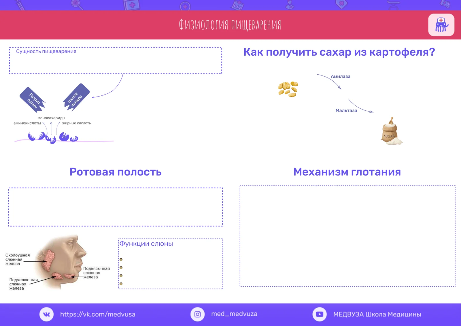 Физиология пищеварения