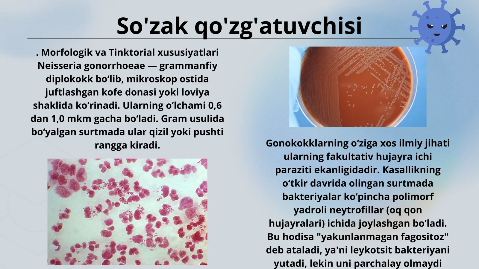 So'zak qo'zg'atuvchisi. Morfologik va Tinktorial xususiyatlari