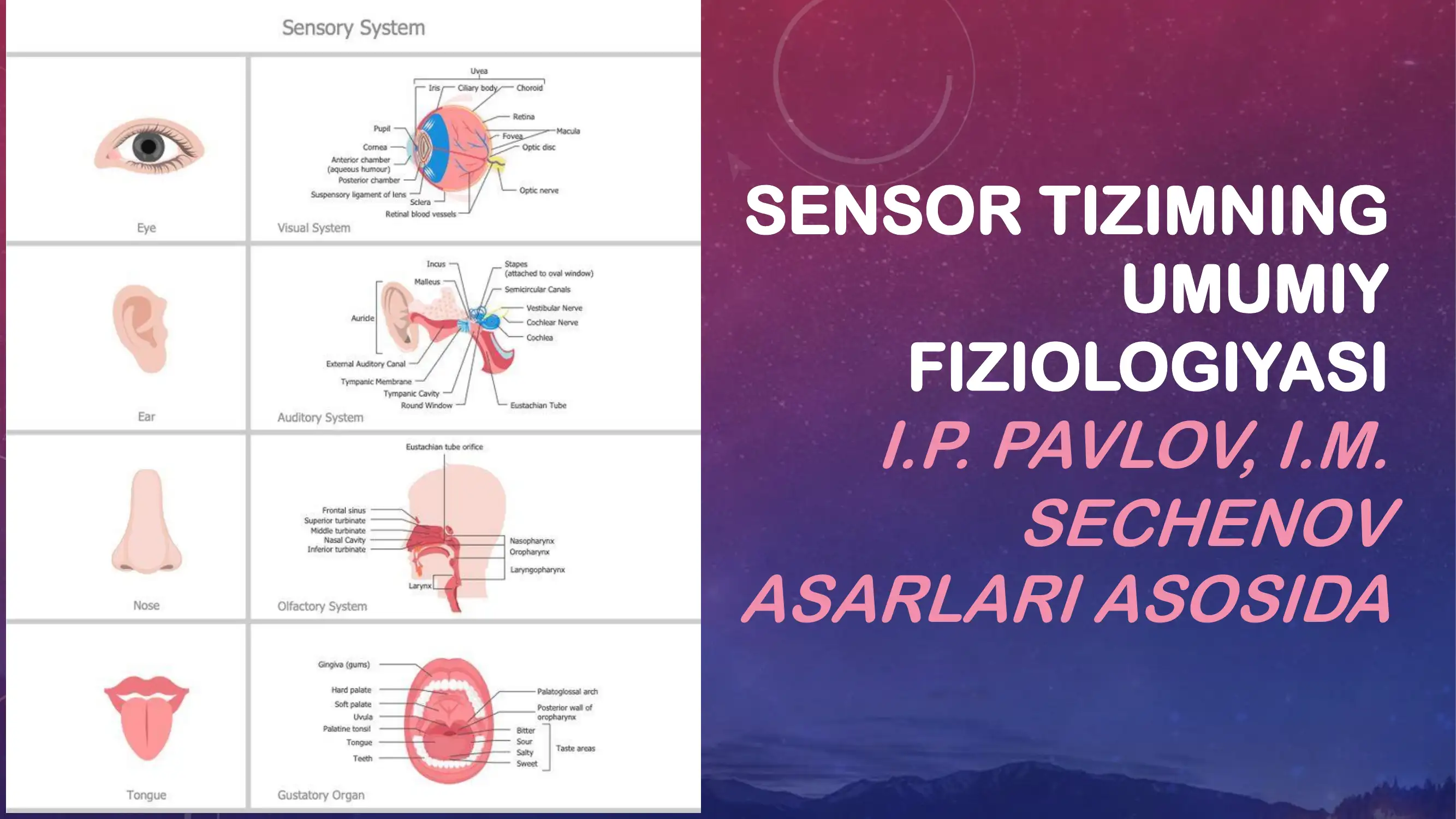 Sensor tizimining umumiy fiziologiyasi