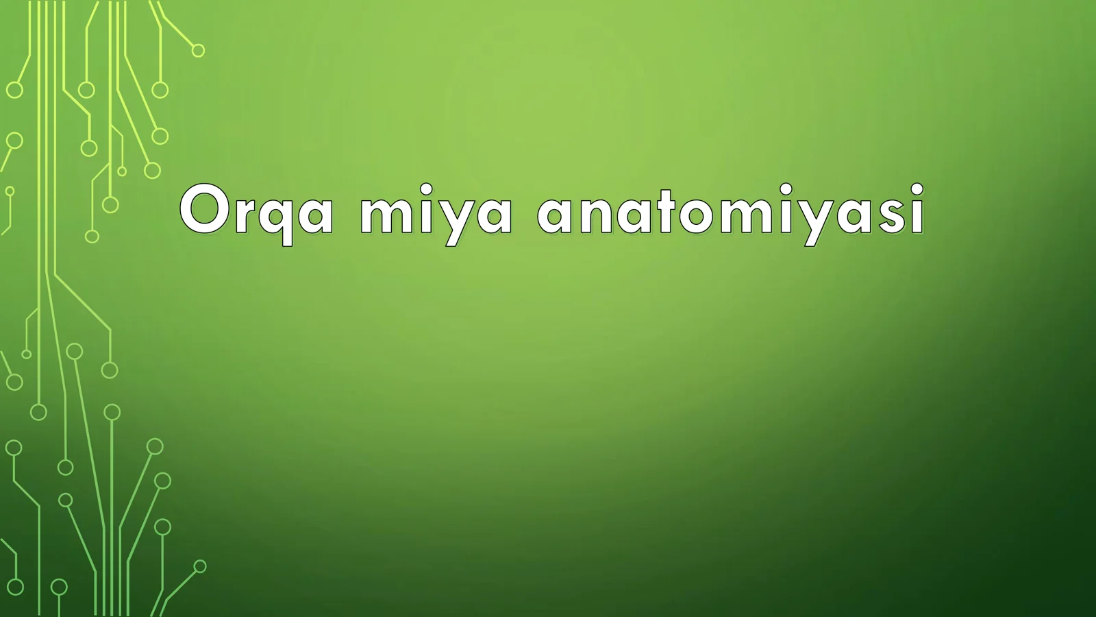 Orqa miya anatomiyasi