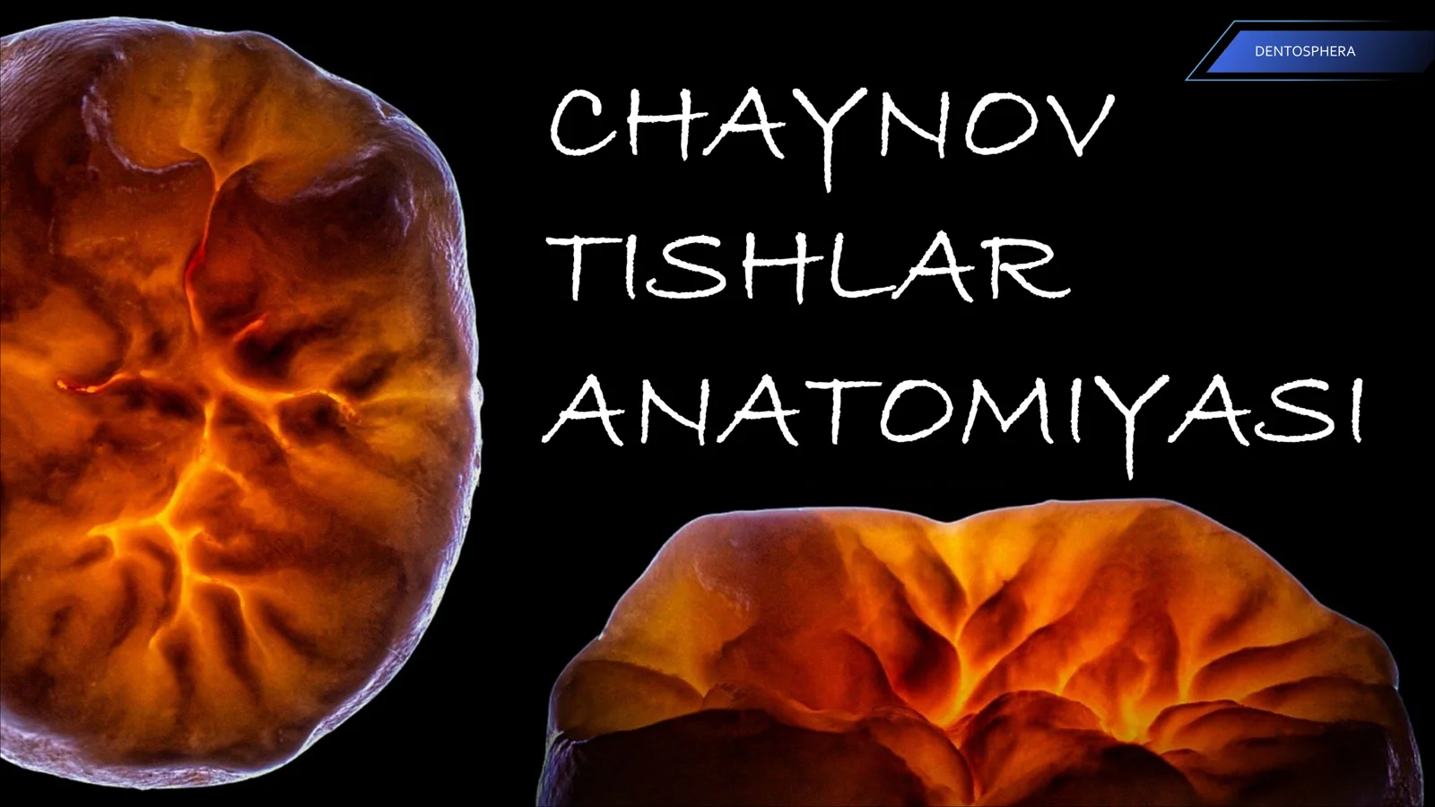 Tishlar anatomiyasi
