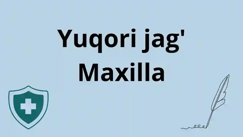 Yuqori jag‘ anatomiyasi Maxilla