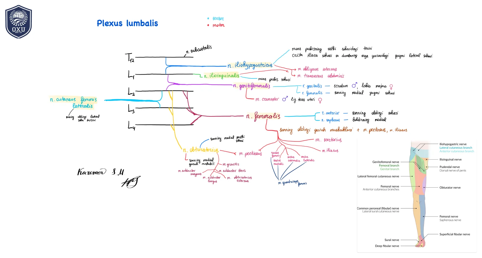 Plexus lumbalis